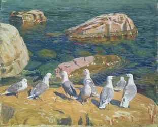 Seagulls
